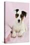 Parson Jack Russell Terrier Puppy-null-Stretched Canvas
