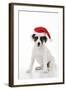 Parson Jack Russell Terrier Puppy-null-Framed Photographic Print