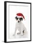 Parson Jack Russell Terrier Puppy-null-Framed Photographic Print
