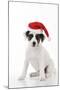 Parson Jack Russell Terrier Puppy-null-Mounted Photographic Print