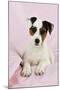 Parson Jack Russell Terrier Puppy-null-Mounted Photographic Print