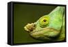 Parson's Chameleon, Andasibe-Mantadia National Park, Madagascar-Paul Souders-Framed Stretched Canvas