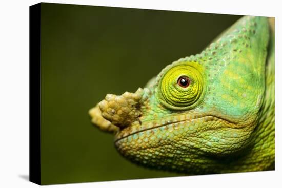 Parson's Chameleon, Andasibe-Mantadia National Park, Madagascar-Paul Souders-Stretched Canvas