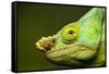Parson's Chameleon, Andasibe-Mantadia National Park, Madagascar-Paul Souders-Framed Stretched Canvas