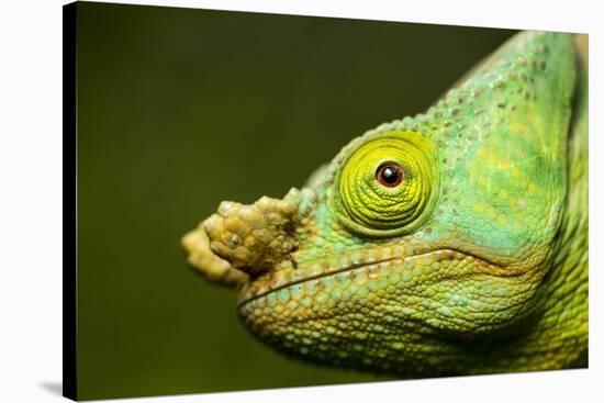 Parson's Chameleon, Andasibe-Mantadia National Park, Madagascar-Paul Souders-Stretched Canvas