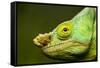 Parson's Chameleon, Andasibe-Mantadia National Park, Madagascar-Paul Souders-Framed Stretched Canvas