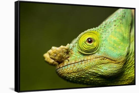 Parson's Chameleon, Andasibe-Mantadia National Park, Madagascar-Paul Souders-Framed Stretched Canvas