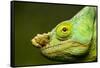 Parson's Chameleon, Andasibe-Mantadia National Park, Madagascar-Paul Souders-Framed Stretched Canvas