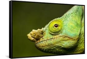 Parson's Chameleon, Andasibe-Mantadia National Park, Madagascar-Paul Souders-Framed Stretched Canvas