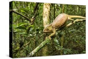Parson's Chameleon, Andasibe-Mantadia National Park, Madagascar-Paul Souders-Stretched Canvas