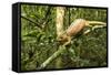 Parson's Chameleon, Andasibe-Mantadia National Park, Madagascar-Paul Souders-Framed Stretched Canvas