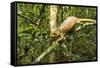 Parson's Chameleon, Andasibe-Mantadia National Park, Madagascar-Paul Souders-Framed Stretched Canvas