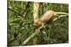 Parson's Chameleon, Andasibe-Mantadia National Park, Madagascar-Paul Souders-Stretched Canvas