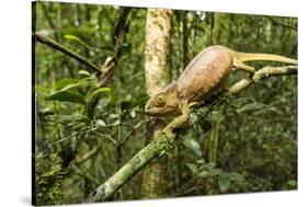 Parson's Chameleon, Andasibe-Mantadia National Park, Madagascar-Paul Souders-Stretched Canvas