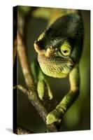Parson's Chameleon, Andasibe-Mantadia National Park, Madagascar-Paul Souders-Stretched Canvas