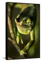 Parson's Chameleon, Andasibe-Mantadia National Park, Madagascar-Paul Souders-Framed Stretched Canvas