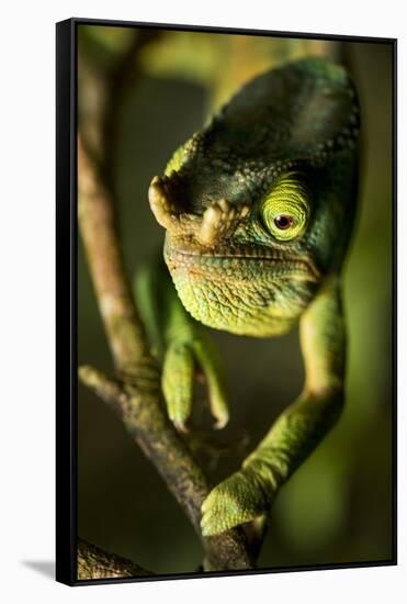 Parson's Chameleon, Andasibe-Mantadia National Park, Madagascar-Paul Souders-Framed Stretched Canvas