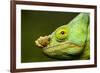 Parson's Chameleon, Andasibe-Mantadia National Park, Madagascar-Paul Souders-Framed Photographic Print