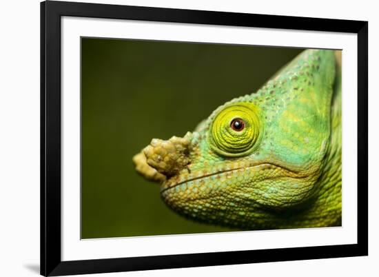 Parson's Chameleon, Andasibe-Mantadia National Park, Madagascar-Paul Souders-Framed Photographic Print