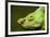 Parson's Chameleon, Andasibe-Mantadia National Park, Madagascar-Paul Souders-Framed Photographic Print