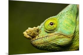 Parson's Chameleon, Andasibe-Mantadia National Park, Madagascar-Paul Souders-Mounted Photographic Print