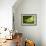 Parson's Chameleon, Andasibe-Mantadia National Park, Madagascar-Paul Souders-Framed Photographic Print displayed on a wall