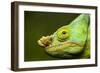 Parson's Chameleon, Andasibe-Mantadia National Park, Madagascar-Paul Souders-Framed Photographic Print