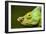 Parson's Chameleon, Andasibe-Mantadia National Park, Madagascar-Paul Souders-Framed Photographic Print