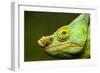 Parson's Chameleon, Andasibe-Mantadia National Park, Madagascar-Paul Souders-Framed Photographic Print