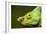 Parson's Chameleon, Andasibe-Mantadia National Park, Madagascar-Paul Souders-Framed Photographic Print