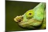 Parson's Chameleon, Andasibe-Mantadia National Park, Madagascar-Paul Souders-Mounted Photographic Print