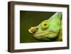 Parson's Chameleon, Andasibe-Mantadia National Park, Madagascar-Paul Souders-Framed Photographic Print