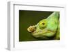 Parson's Chameleon, Andasibe-Mantadia National Park, Madagascar-Paul Souders-Framed Photographic Print