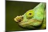 Parson's Chameleon, Andasibe-Mantadia National Park, Madagascar-Paul Souders-Mounted Photographic Print
