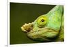 Parson's Chameleon, Andasibe-Mantadia National Park, Madagascar-Paul Souders-Framed Photographic Print