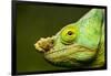 Parson's Chameleon, Andasibe-Mantadia National Park, Madagascar-Paul Souders-Framed Photographic Print