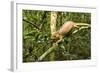 Parson's Chameleon, Andasibe-Mantadia National Park, Madagascar-Paul Souders-Framed Photographic Print