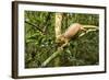 Parson's Chameleon, Andasibe-Mantadia National Park, Madagascar-Paul Souders-Framed Photographic Print