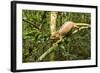 Parson's Chameleon, Andasibe-Mantadia National Park, Madagascar-Paul Souders-Framed Photographic Print