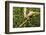 Parson's Chameleon, Andasibe-Mantadia National Park, Madagascar-Paul Souders-Framed Photographic Print