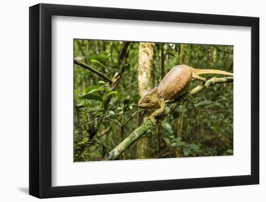 Parson's Chameleon, Andasibe-Mantadia National Park, Madagascar-Paul Souders-Framed Photographic Print