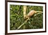 Parson's Chameleon, Andasibe-Mantadia National Park, Madagascar-Paul Souders-Framed Photographic Print