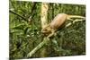 Parson's Chameleon, Andasibe-Mantadia National Park, Madagascar-Paul Souders-Mounted Photographic Print