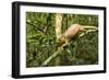 Parson's Chameleon, Andasibe-Mantadia National Park, Madagascar-Paul Souders-Framed Photographic Print