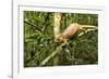 Parson's Chameleon, Andasibe-Mantadia National Park, Madagascar-Paul Souders-Framed Photographic Print