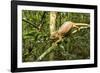 Parson's Chameleon, Andasibe-Mantadia National Park, Madagascar-Paul Souders-Framed Photographic Print