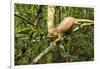 Parson's Chameleon, Andasibe-Mantadia National Park, Madagascar-Paul Souders-Framed Photographic Print