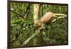 Parson's Chameleon, Andasibe-Mantadia National Park, Madagascar-Paul Souders-Framed Photographic Print