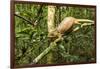 Parson's Chameleon, Andasibe-Mantadia National Park, Madagascar-Paul Souders-Framed Photographic Print