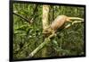 Parson's Chameleon, Andasibe-Mantadia National Park, Madagascar-Paul Souders-Framed Photographic Print